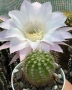 Кактус Echinopsis Hybrid нежно бял цвят с розови нюанси , снимка 2