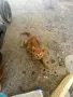 Осинови котенца , снимка 2