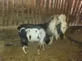 Мини мъжко на 3 години, снимка 1