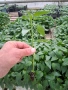 Разсад пепер, снимка 2