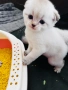 🐾 Продавам чистокръвни британски шиншила котенца 🐾  , снимка 2