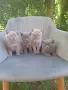 Британски късокосмести котки, снимка 5