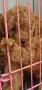 Распродажа щенков ., снимка 1