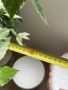 Китайска роза ( Hibiscus rosa-sinensis var. coop), снимка 6