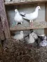 продавам гълъби, снимка 11