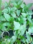 Разсад краставици,люти чушки,домати., снимка 2