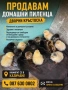 Продавам домашни пилета, снимка 2