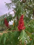 Продавам Рустифина Дисекта/Rhus typhina Dissecta, снимка 2
