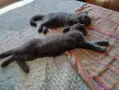 две сиви британчета търсят своя нов дом, снимка 2