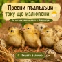 пъдпъдъци пиленца, снимка 1