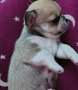 чихуахуа , снимка 1