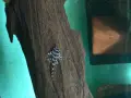 L236 pleco - 3+ см, снимка 2