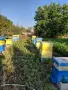 Продавам пчелни семейства , снимка 3