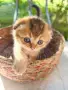 🐾 Чистокръвни котенца Scottish Fold / Scottish Straight – Golden & Silver 🐾, снимка 5