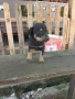 Подарявам малки кученца!, снимка 2