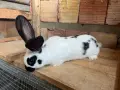 Новозеландски и Пеперуди, снимка 7