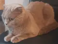 Шотланска клепоуха на 3 години женска не кастрирана, снимка 3