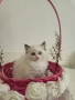 Ragdoll Cats / Регдол Котенца , снимка 16
