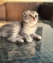 Мъжко шотландско клепоухо сребърно котенце , снимка 5