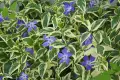 🌿💜🌿 Vinca major 'Variegata' (Пъстролистна голяма зеленика), снимка 2