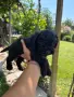 Кавапу & Cavapoo, снимка 6