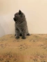 БРИТАНСКИ КЪСОКОСМЕСТИ КОТЕТА, снимка 9