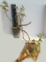 Красула (Crassula multicava), сукулентно растение, снимка 2