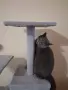 Британска женска котка, снимка 9