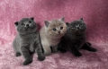 Британски късокосмести котета , снимка 5