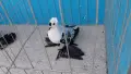 Нюрнбергски чайки, снимка 1