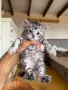 Ангорско Котенце + Доставка 50 евро, снимка 9
