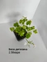 градински растения , снимка 12