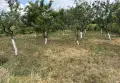 ПРОДАВА СЕ ЛОЗЕ , снимка 3