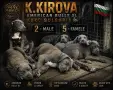 Amerikan bully Xl Американско були хл, снимка 1