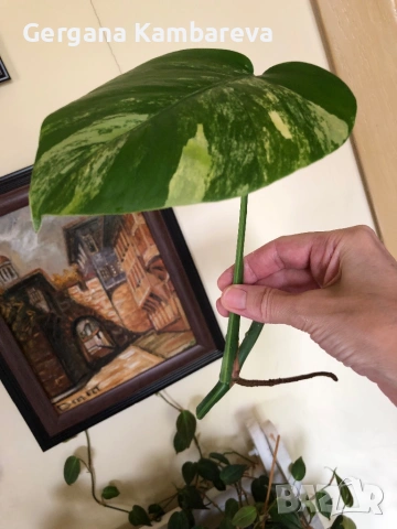 Резник monstera Aurea variegated , снимка 2 - Стайни растения - 54574277