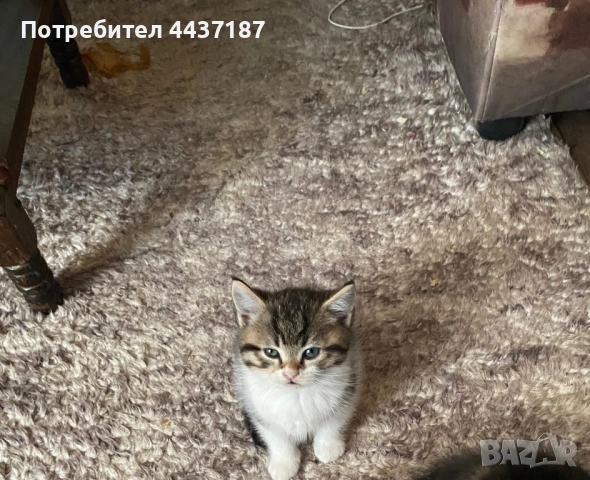 Подарявам малки котета, снимка 2 - Други - 54470153