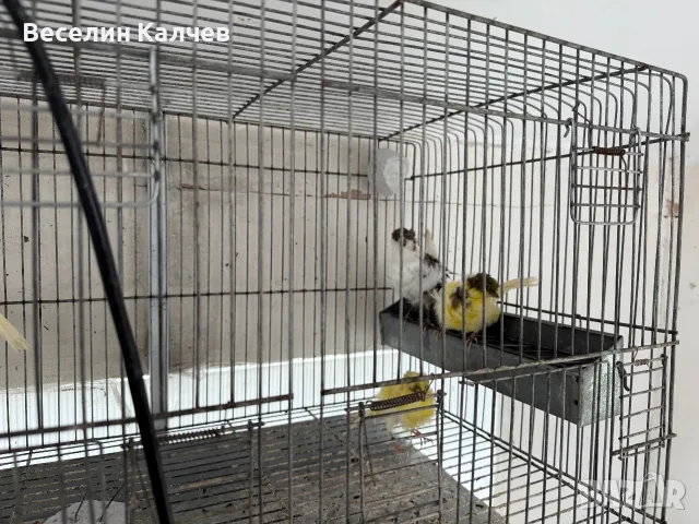Червении и къдрави канарчета, снимка 13 - Канари - 55366159