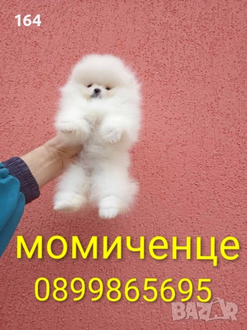 Бели мини Померани. Реални снимки от 04.04.26 г., снимка 3 - Померан - 54010634