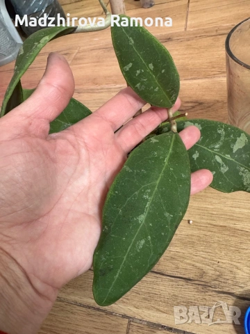 Hoya Хоя Rintzii Borneo , снимка 3 - Стайни растения - 54569629