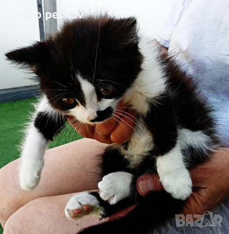 Подарявам малко котенце на 2 месеца