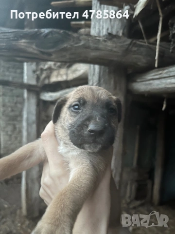 Подаряваме кученца