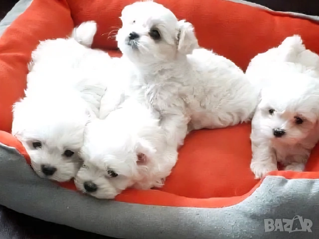 Малтийска болонка , снимка 2 - Болонка - 54218698