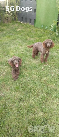 Пудел, снимка 6 - Пудели - 54322905