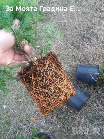 Западна Туя- Смарагд, снимка 5 - Градински цветя и растения - 54020569