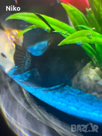 Рибки скаларии (Angelfish)