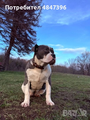 Уникално женско Американско Були XL(American Bully XL) – Blue & White