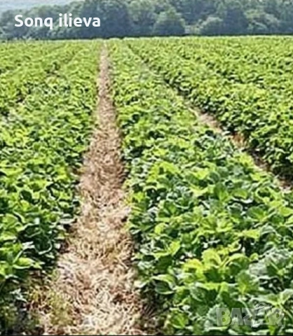 Продавам ягоди и малини, снимка 13 - Разсади - 54270403