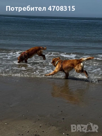 Голдън ретривър момче родословен баща, снимка 16 - Голдън ретривър - 54366591