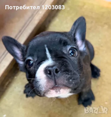френско булдоче.Малко сладко момиченце!, снимка 8 - Френски булдог - 55509154