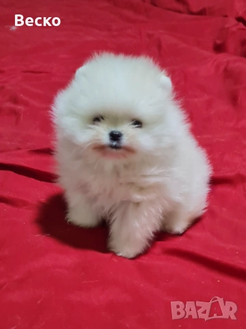Померан мини мъжко , снимка 4 - Померан - 54110021